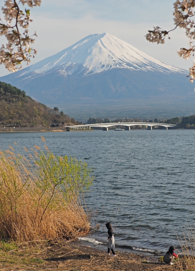 円形ホール周辺のソメイヨシノ　河口湖