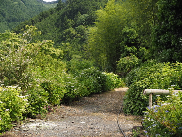 山あじさいは？　長光寺