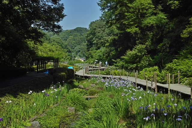 花菖蒲と紫陽花　二宮せせらぎ公園　　神奈川　