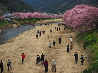 河津町の河津桜　今週中が見頃のピークかな