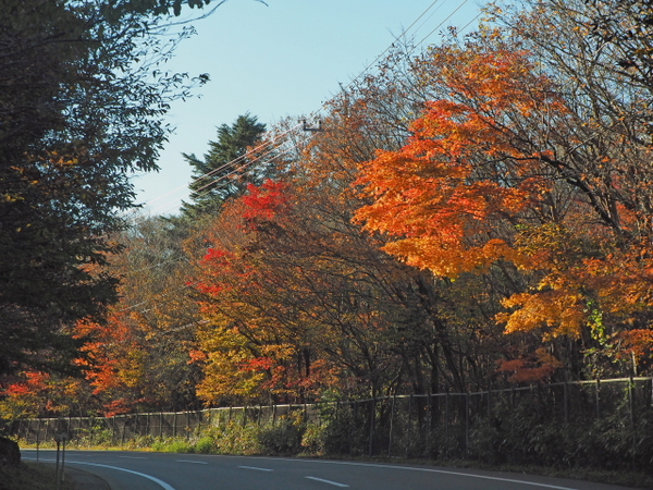 富士山遊歩道の紅葉