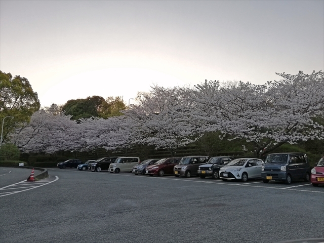 見頃だったよ～　清水船越堤公園の桜と富士山