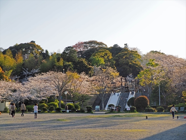 見頃だったよ～　清水船越堤公園の桜と富士山