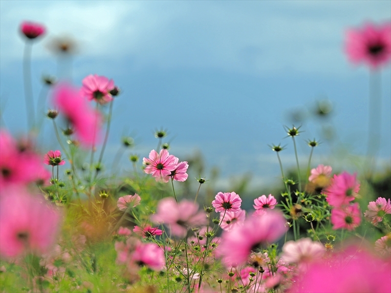 山中湖花の都公園