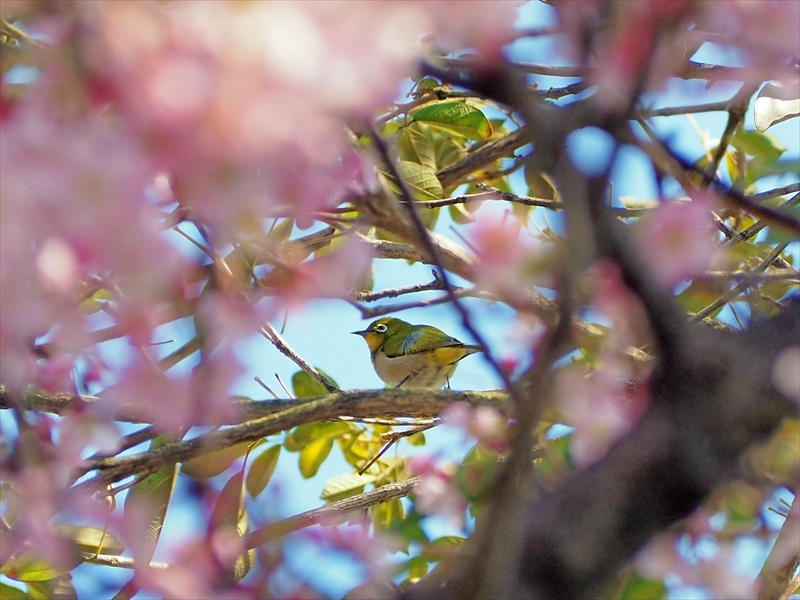 家の近所の河津桜のメジロちゃん　NO4　2022