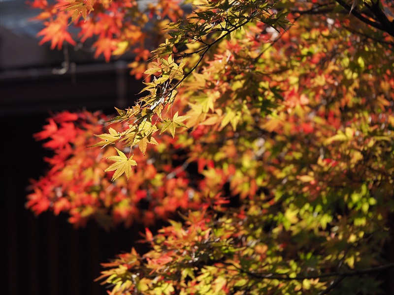苔庭と紅葉がきれいな箱根美術館　強羅　2022
