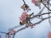 家の近所の河津桜とメジロちゃん　2023　①