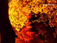 秋色探しに♪　”静けさの中”　山中湖の紅葉