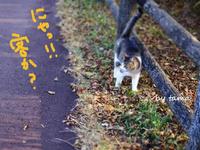 田貫湖で出会った猫♪　景気は　まだだにゃ・・・・・