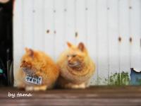 芦ノ湖の猫ちゃんNO２♪　マナーとか虐待とか・・・・