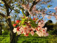 風光明媚な日本平　　もうすぐ桜マラソンだね♪