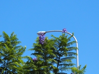 ジャカランダの花が・・・・・・・・