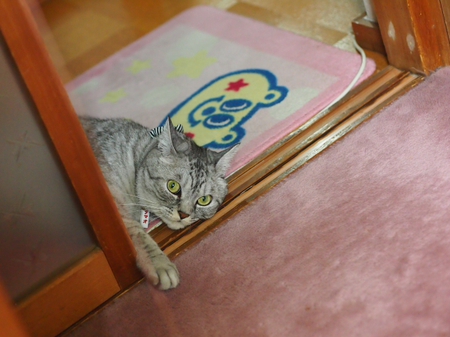 ごろにゃ～ん　タマオ君の独り言。