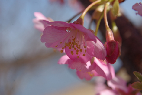 早咲きの桜