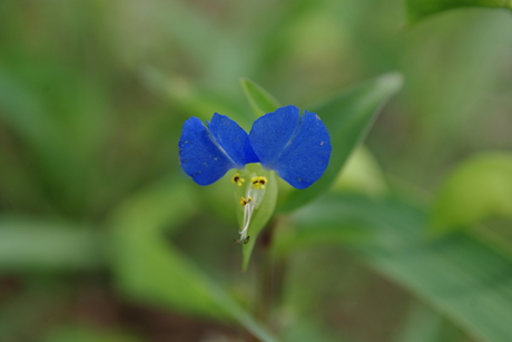 つゆ草のblue