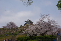 浜松城とソメイヨシノ