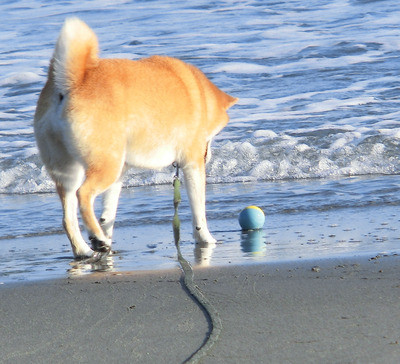 「海」って楽しい