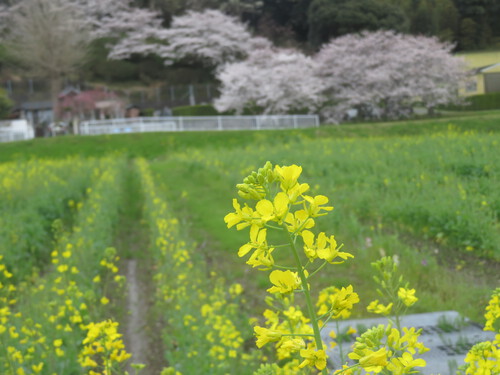 『神久呂の花園』越しの桜