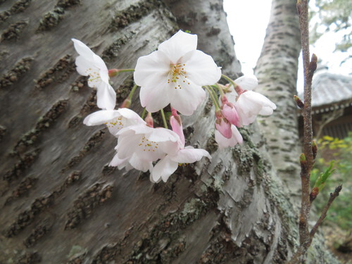 『神久呂の花園』越しの桜