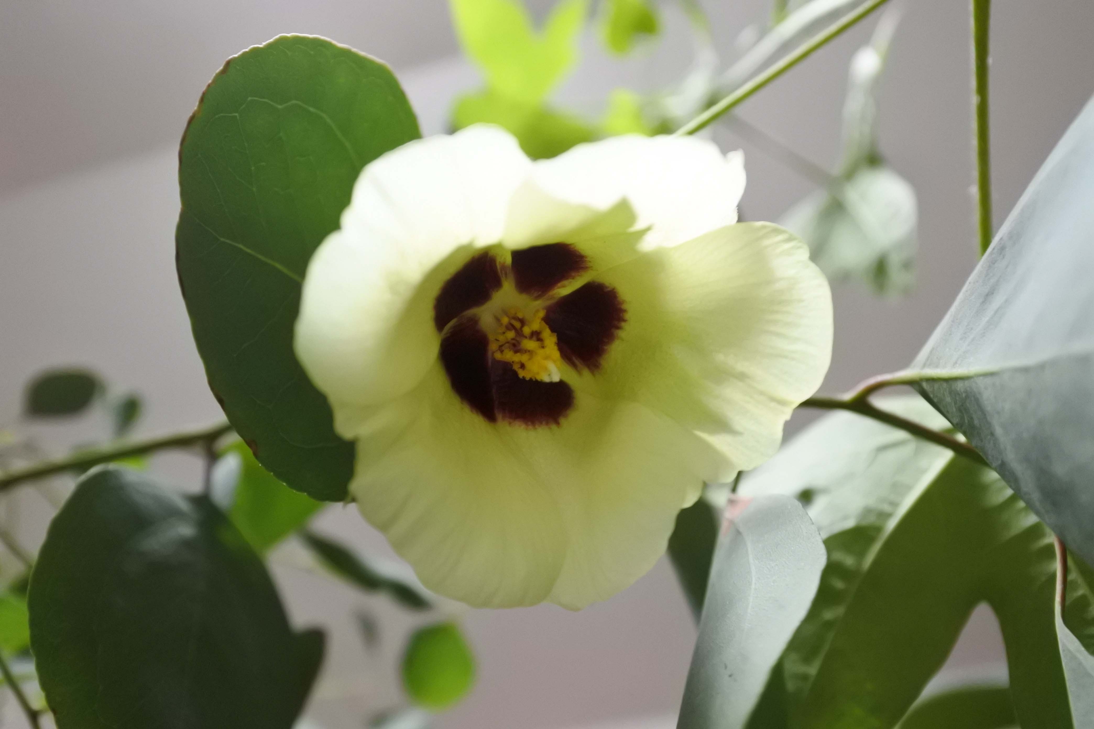 ワタの花