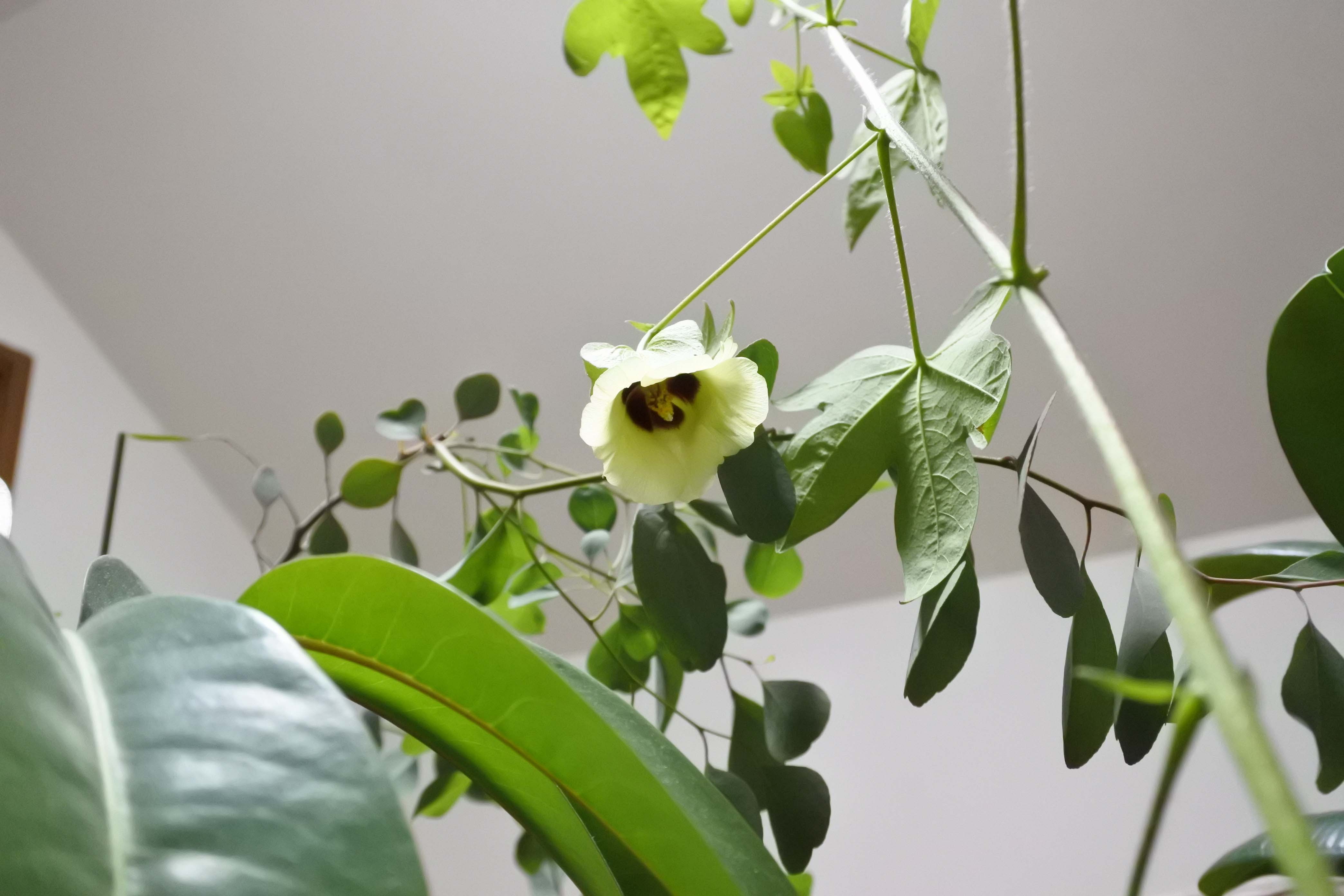 ワタの花