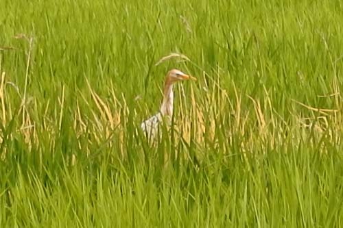 アマサギ