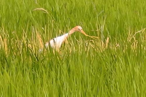 アマサギ