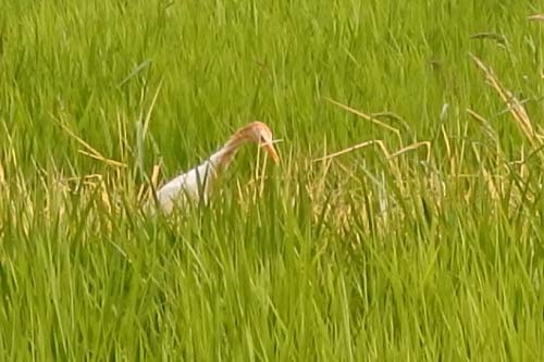 アマサギ