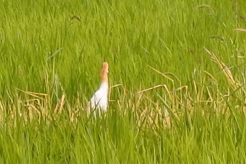 アマサギ