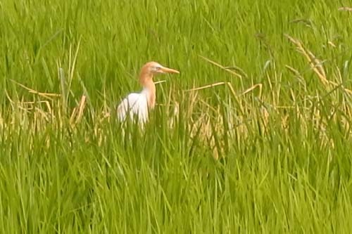 アマサギ