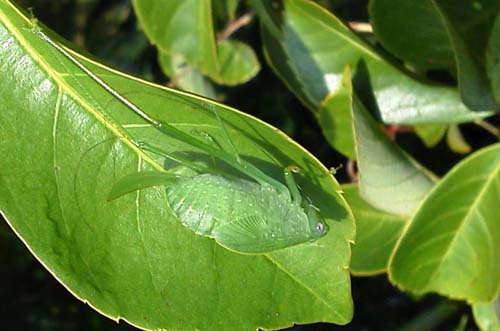 クダマキモドキの幼虫？