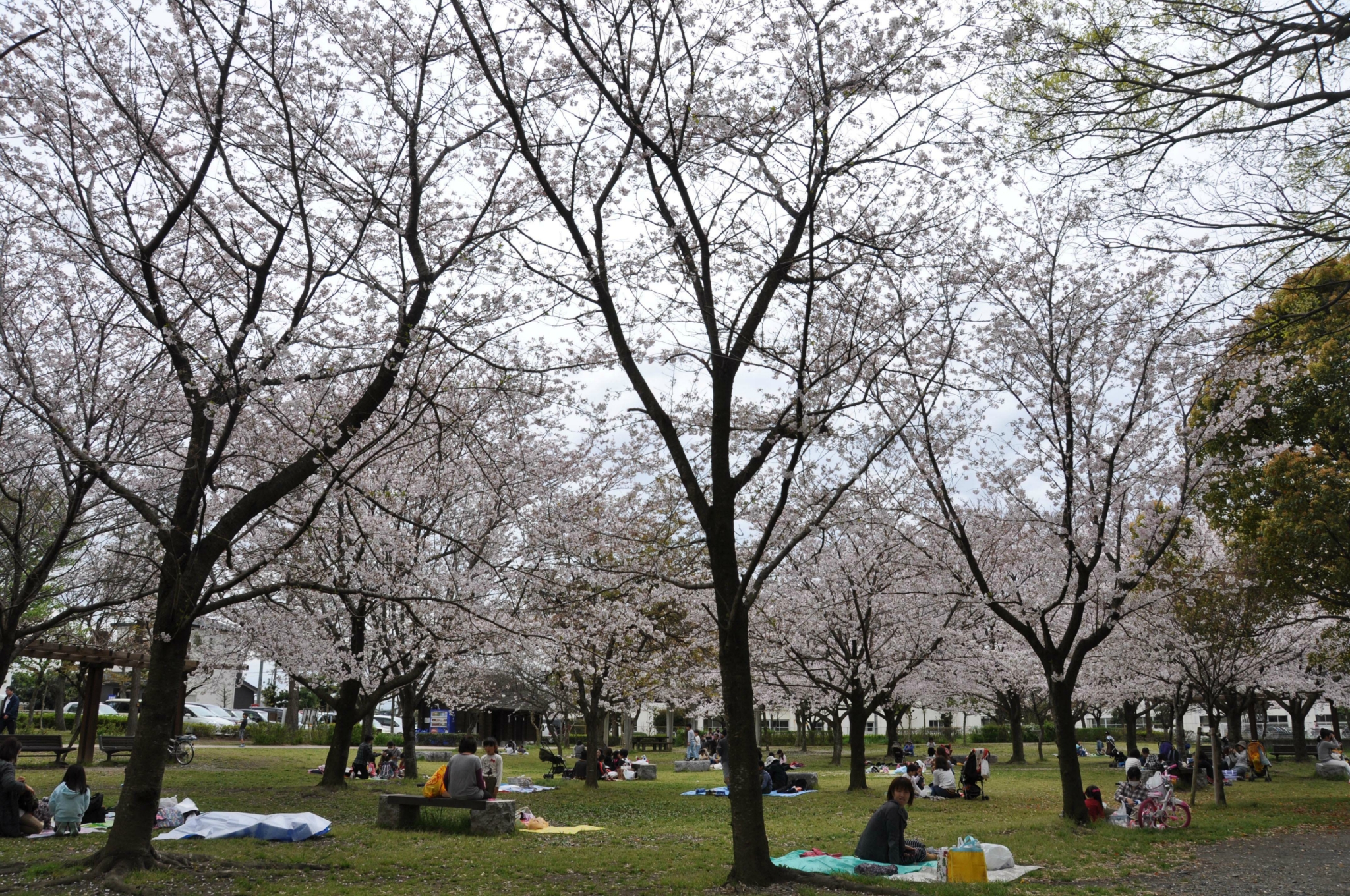 桜＠美薗中央公園2016