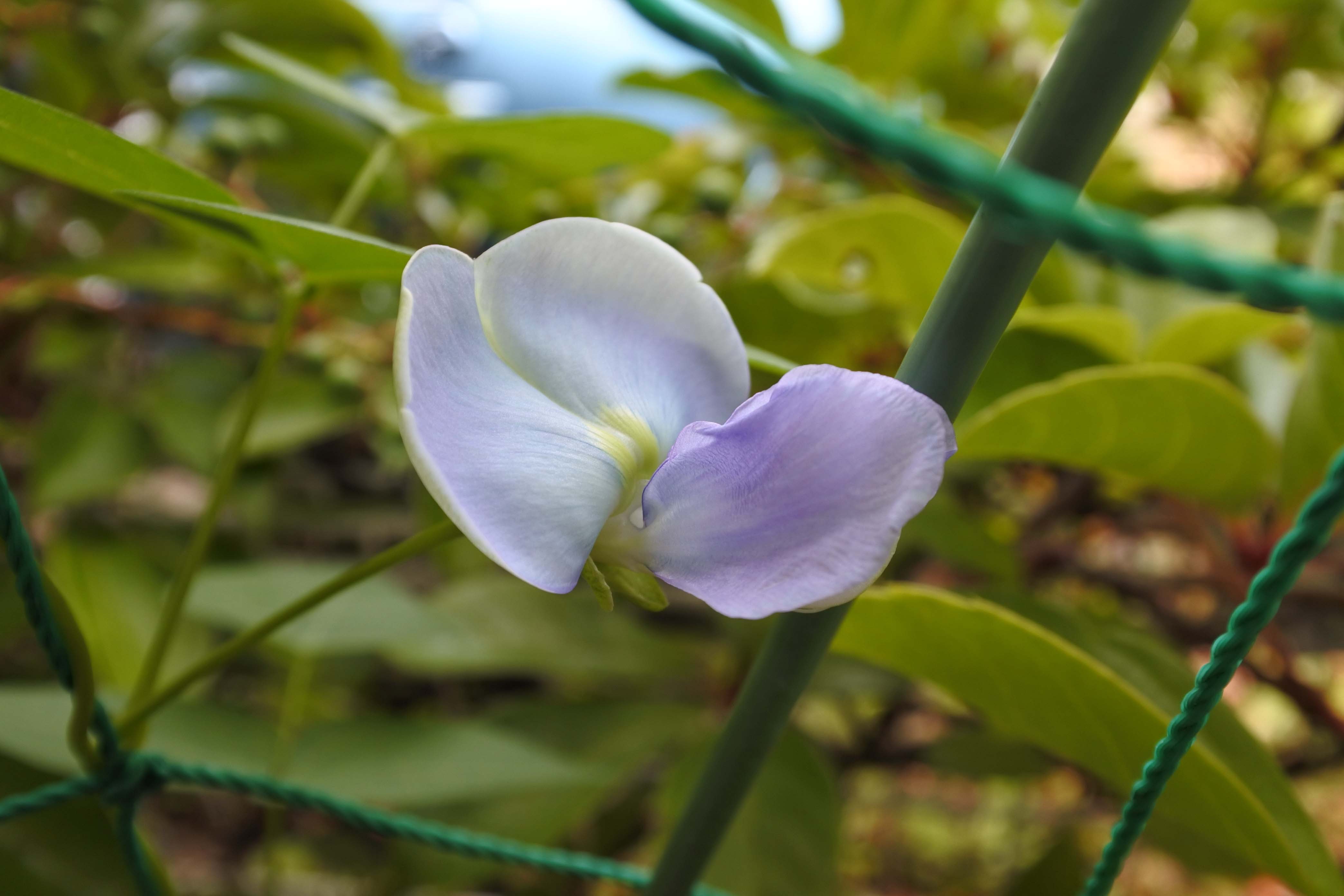 シカクマメの花
