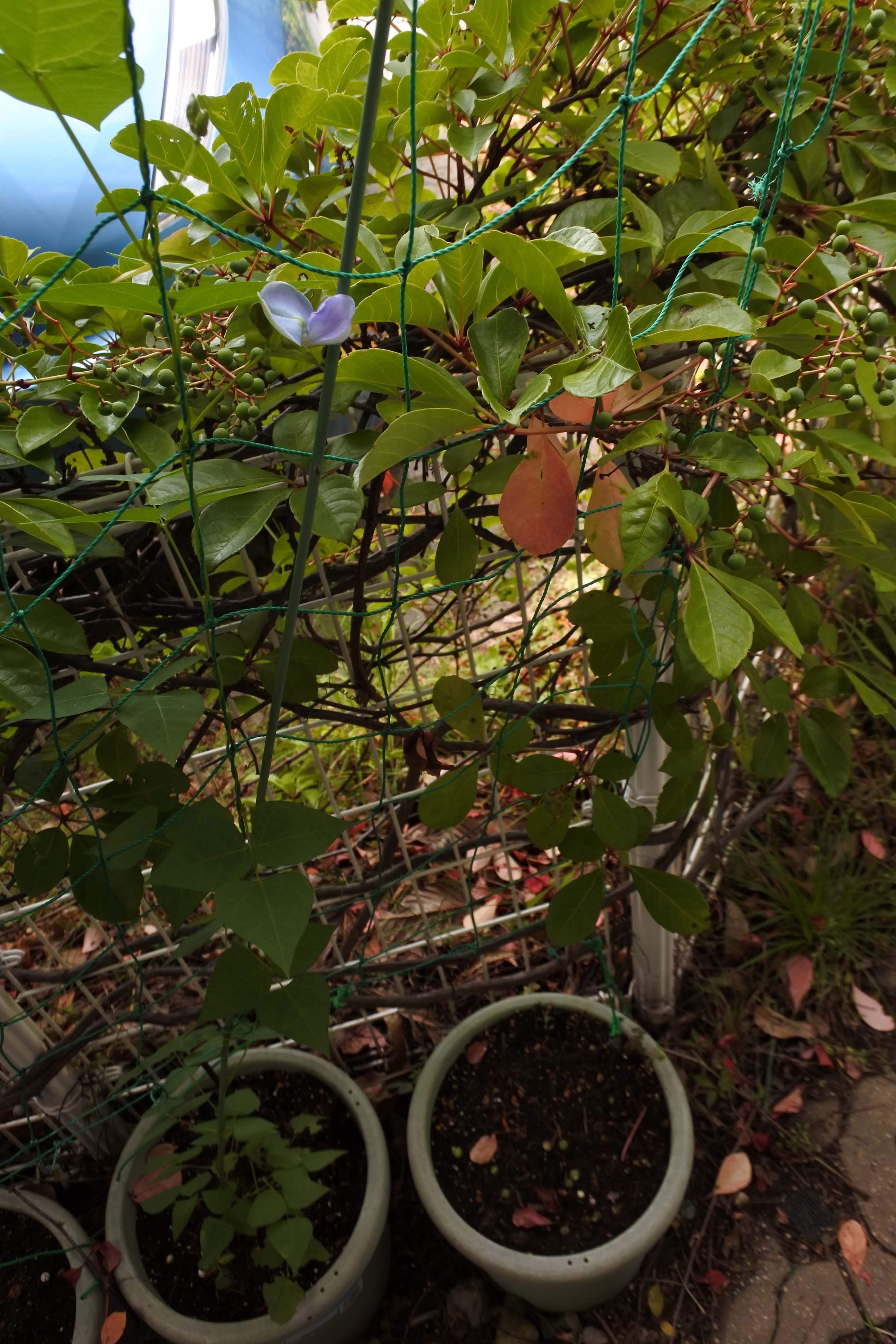 シカクマメの花