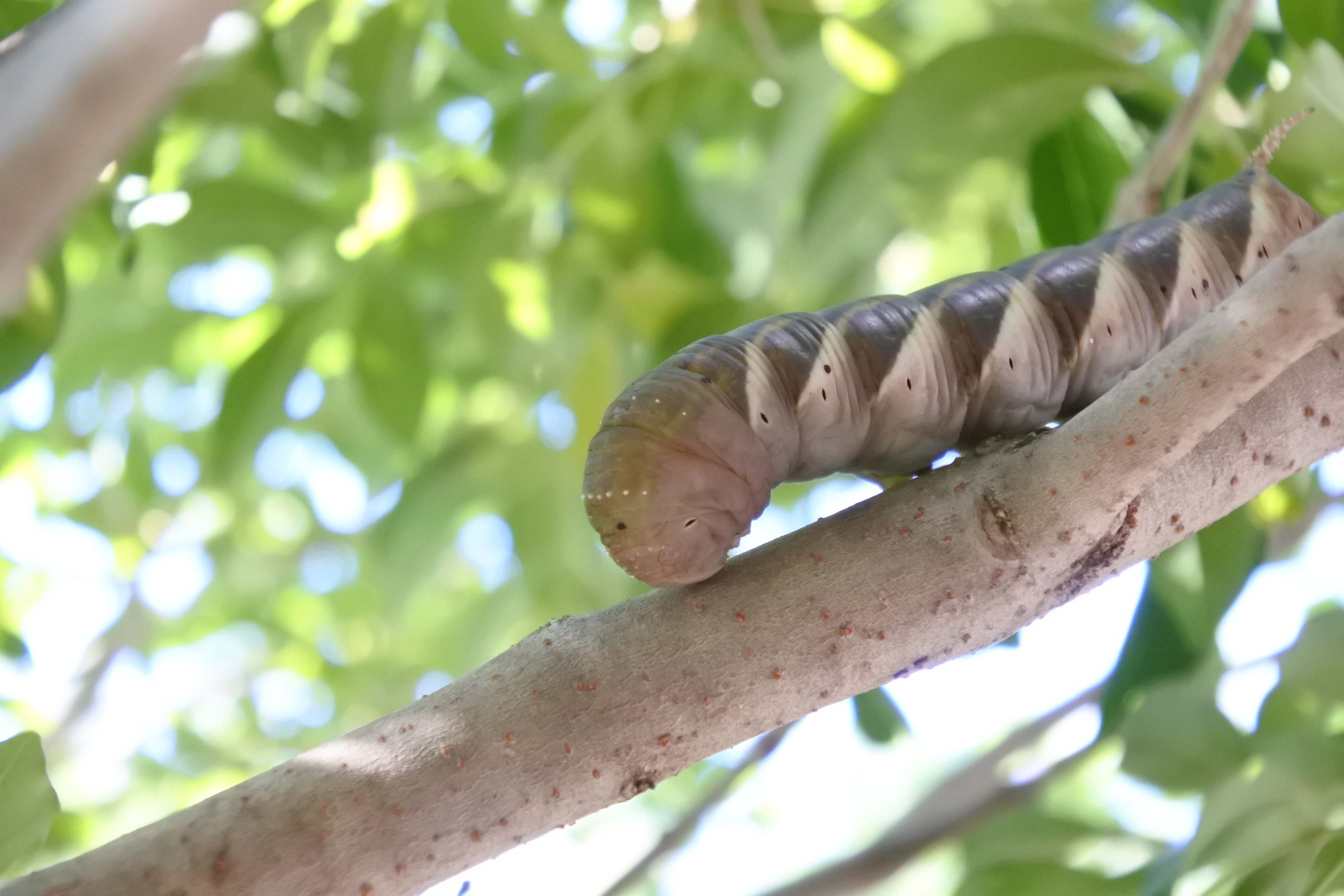 シモフリスズメの幼虫２　2019