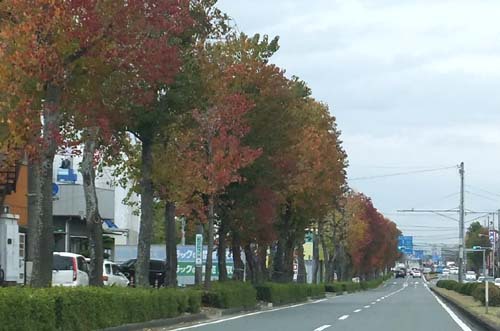 街路樹　南京櫨