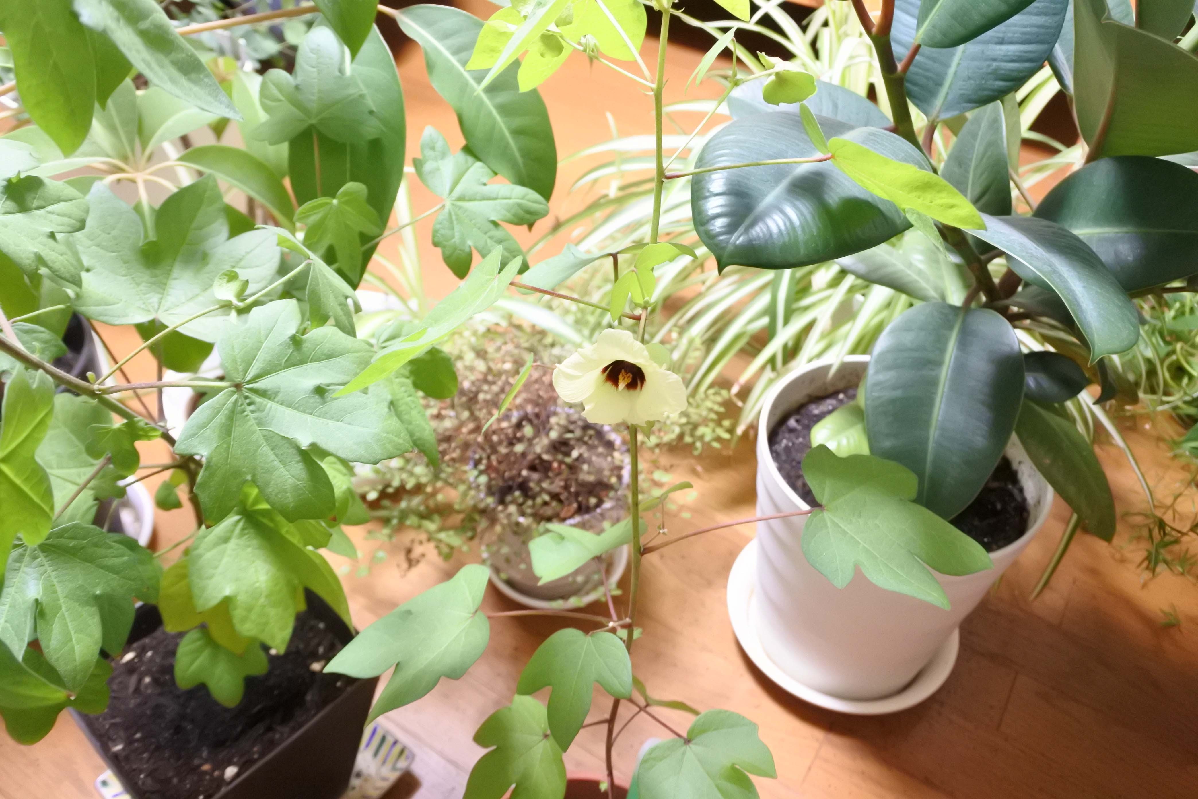 ワタの花