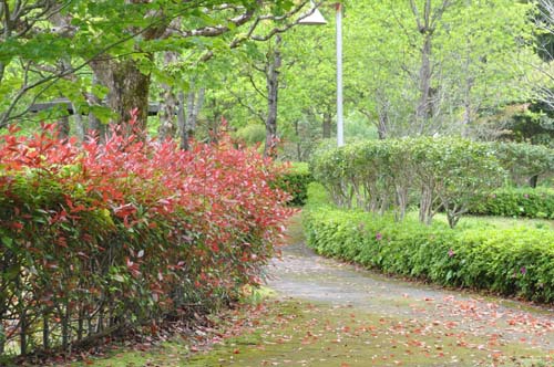 春野ふれあい公園　20周年？