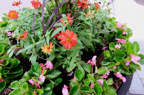 第16回鍛冶町通りの花飾り