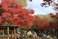 美薗中央公園　紅葉2015/12/07