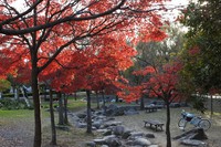 美薗中央公園　紅葉2015/12/07