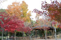 美薗中央公園　紅葉2015/12/07