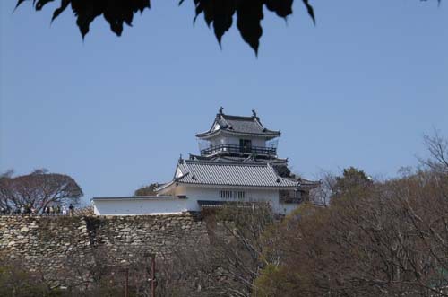 万葉の森のシダレザクラ