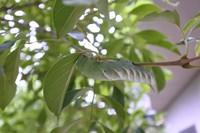 シモフリスズメの幼虫　2019