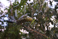 シモフリスズメ　の幼虫
