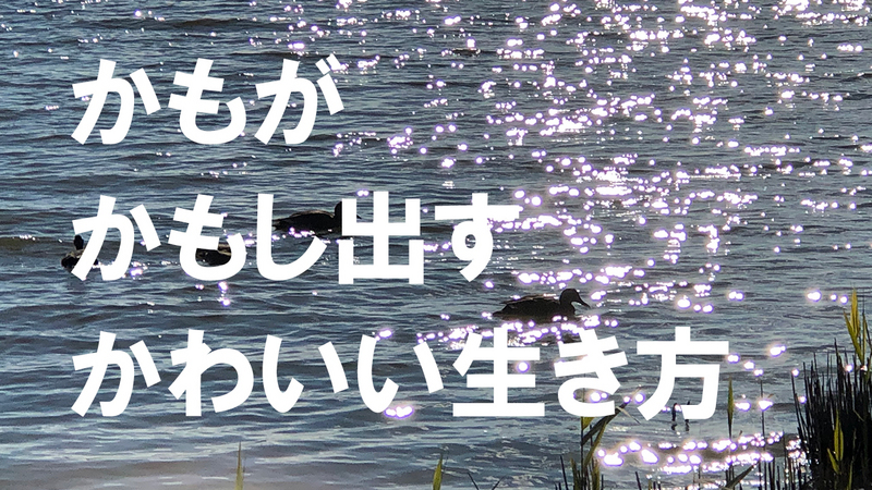 可愛さをかもし出す鴨