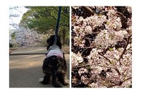 桜がきれいです 2022/04/05 16:58:52