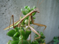 カマキリ夫人！