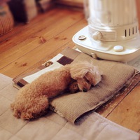 寒がりな犬