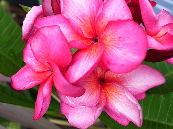 Plumeria